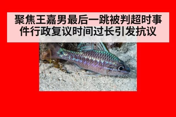 聚焦王嘉男最后一跳被判超时事件行政复议时间过长引发抗议